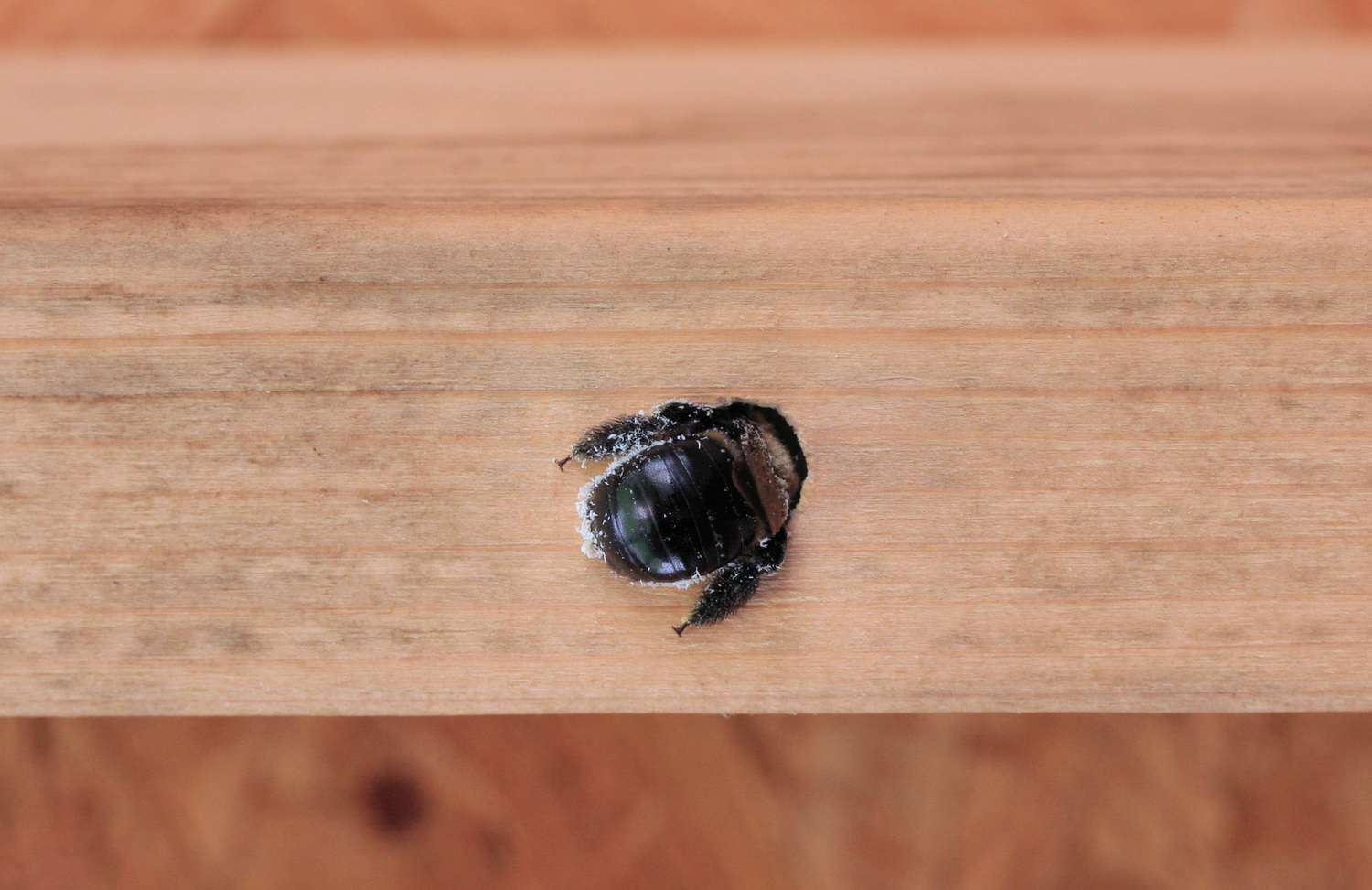 Carpenter bee boring into wood